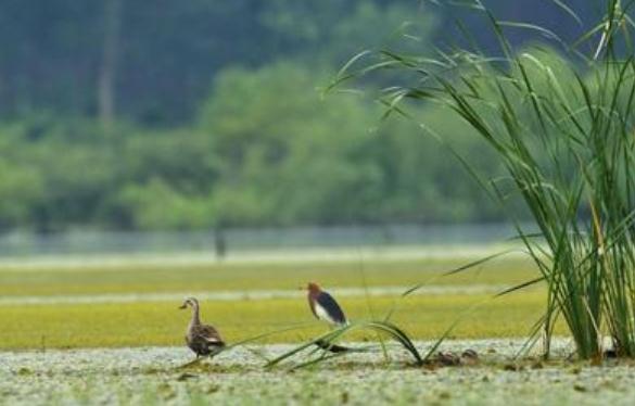 湖北省襄陽市自然資源和規劃局調研漢江濕地公園