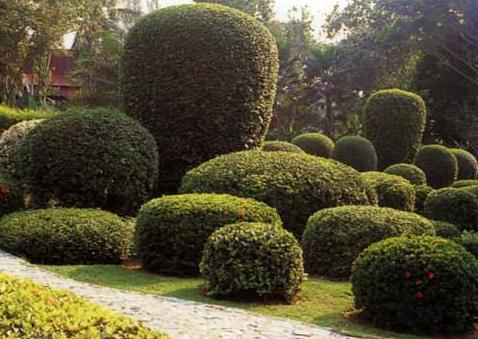 關于園林植物的布置方法，主要看看這5種！