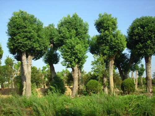 苗木春季養護的幾點建議