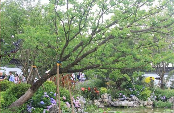 園林綠化的植物八大養(yǎng)護(hù)要點