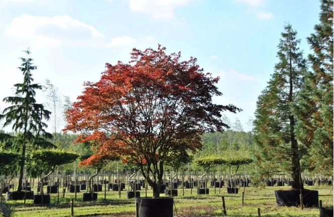 干貨 | 園林綠化種植技術(shù)17問(wèn)，園林人必須掌握
