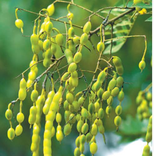 行道樹如何為城市增綠給生活添彩？