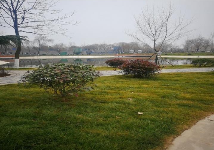 襄陽園林綠化養護中如何對樹木進行管理?